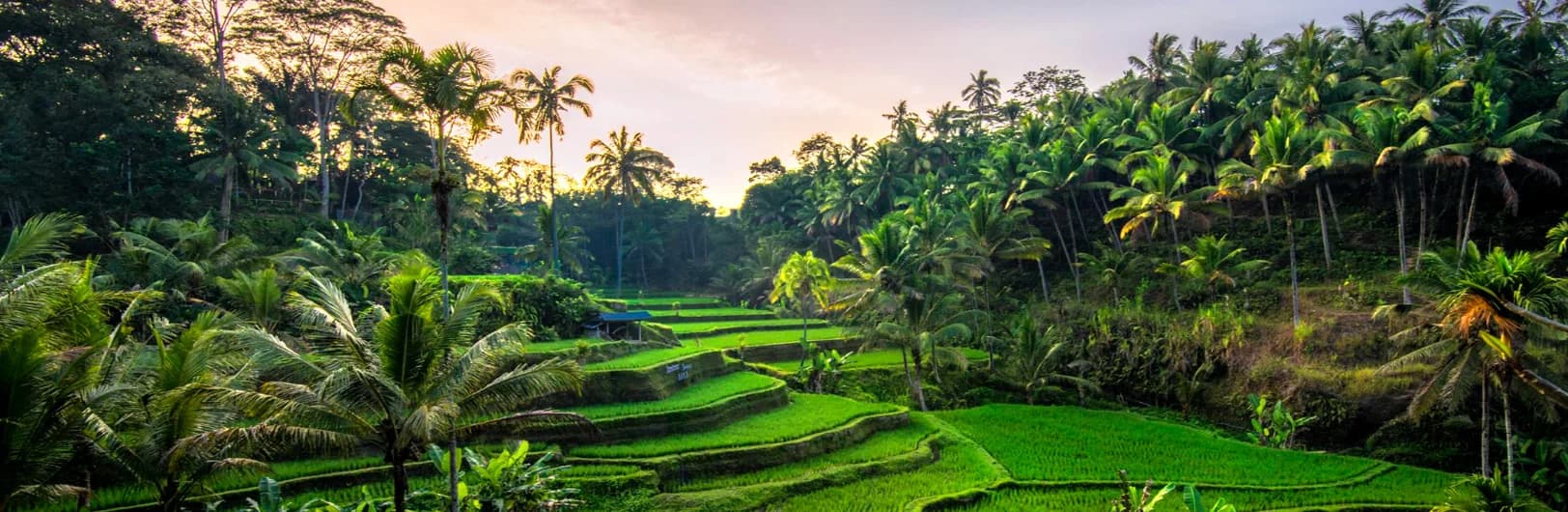 Ubud Bali - lush jungle resorts with infinity pools, rice terraces, and luxury wellness retreats in cultural heart of Indonesia