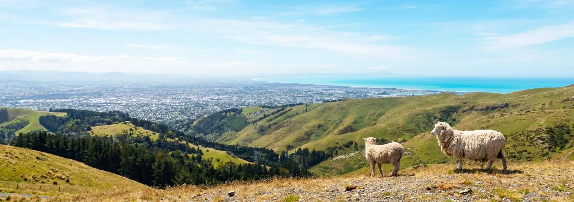 Cashmere hillside neighborhood Christchurch New Zealand - elevated Port Hills residential area with panoramic Canterbury Plains views, sheep grazing on volcanic hillsides, hiking trails access to Sign of the Takahe and Rapaki Track, Southern Alps mountain backdrop, peaceful suburban homes with native gardens, and gateway to Christchurch Adventure Park mountain biking